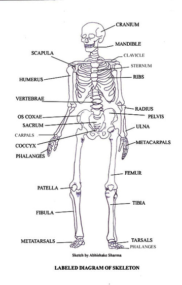 ~Diagram~ - Skeletal System